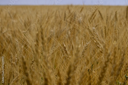 field of wheat