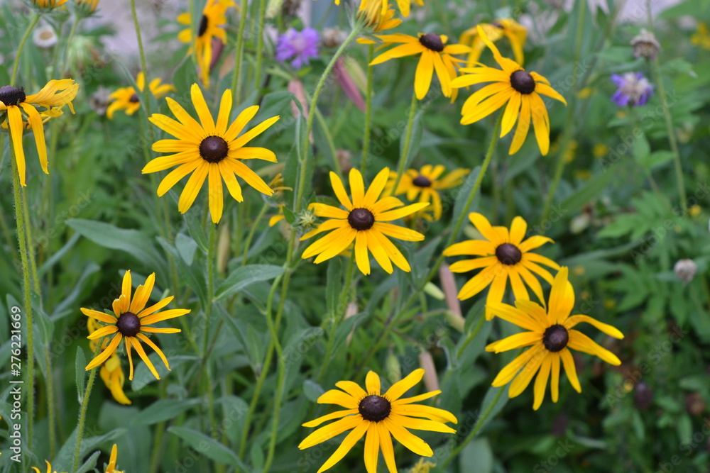 Rudbeckia blooms in the summer garden. Rudbeckia blooms in the summer garden.