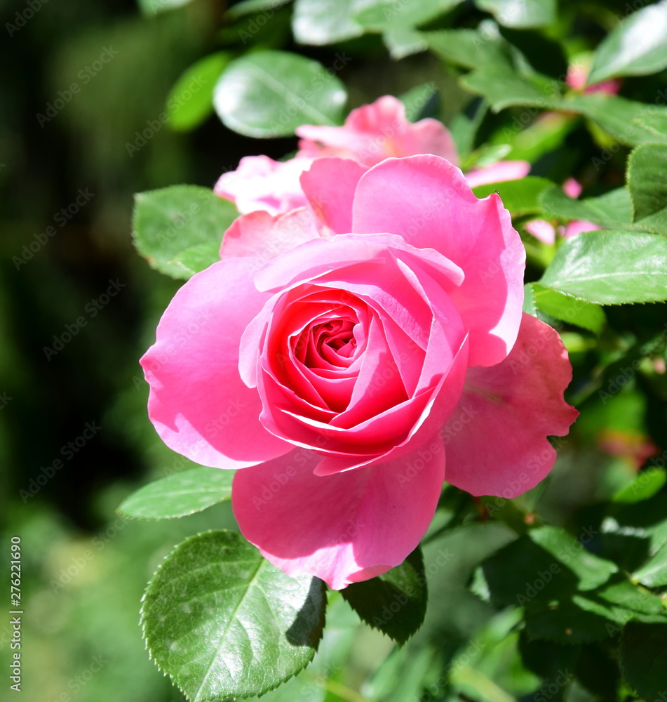 Rosen - Rosenbusch in der Farbe Rosa - Kletterrosen im Garten Rosen - Rosenbusch in der Farbe Rosa - Kletterrosen im Garten