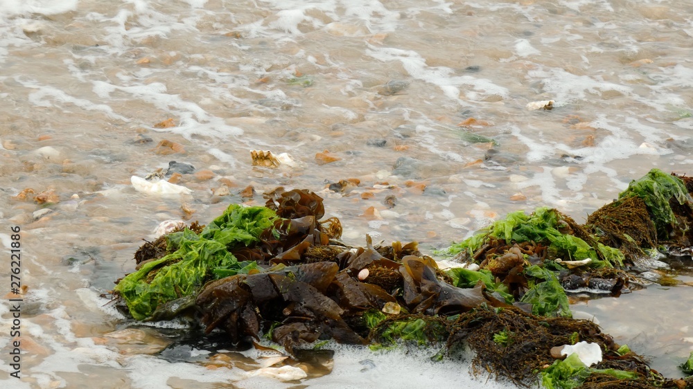 Obraz premium Seaweed on the Shore