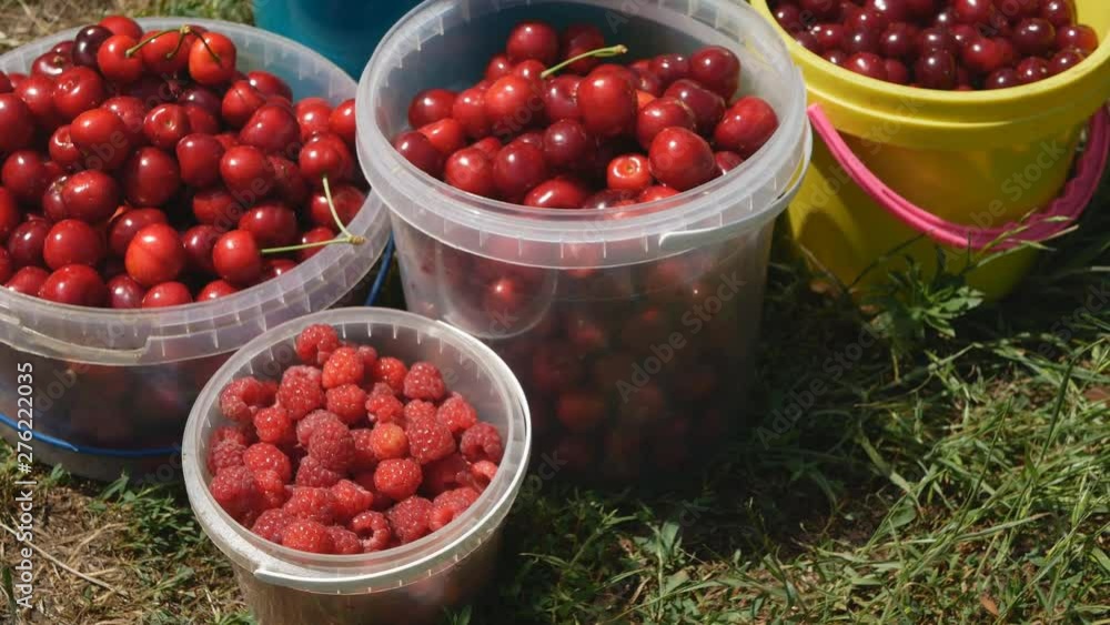 freshly picked fruit in buckets in the garden. freshly picked fruit in buckets in the garden.