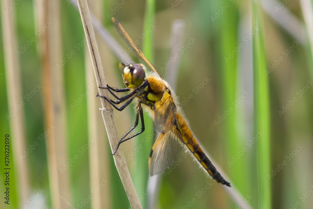 Four-spotted Chaser, Libellula quadrimaculata, dragonfly on a reed stem in the morning sun. Four-spotted Chaser, Libellula quadrimaculata, dragonfly on a reed stem in the morning sun.