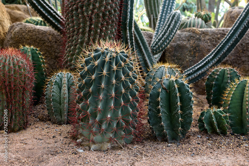 Cactus garden. Different types of cacti photo