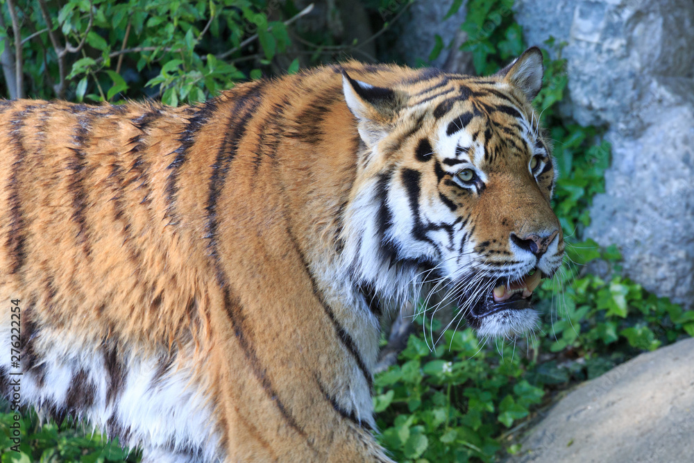 Obraz premium Lion Zoo bokiem