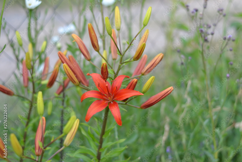 Dark-bodied lily blooms in the summer garden. Dark-bodied lily blooms in the summer garden.