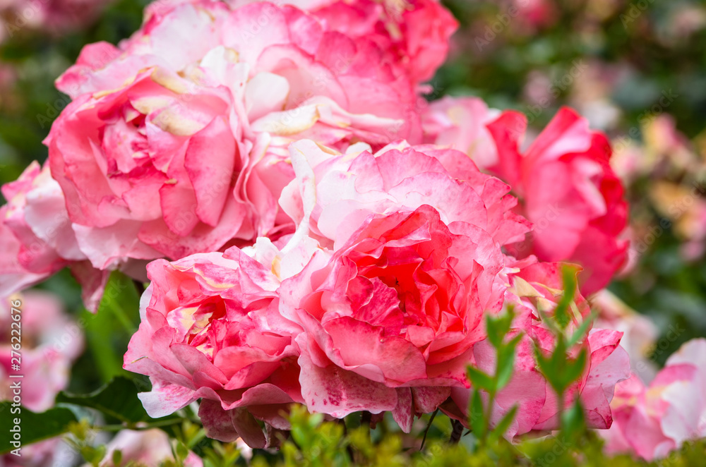 natural flowers close up within the spanish parks