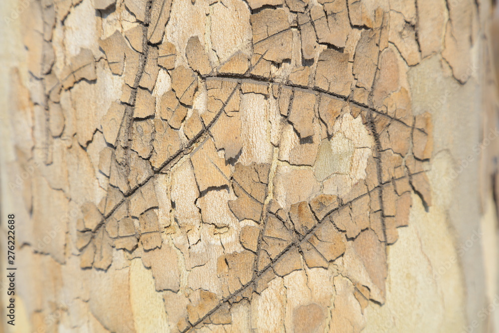 Fototapeta premium Platanus orientalis bark