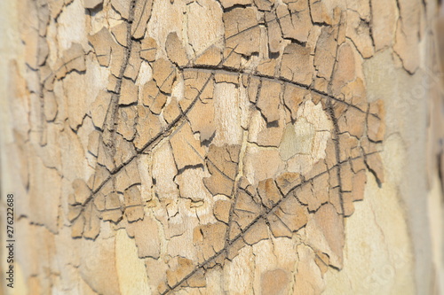 Platanus orientalis bark