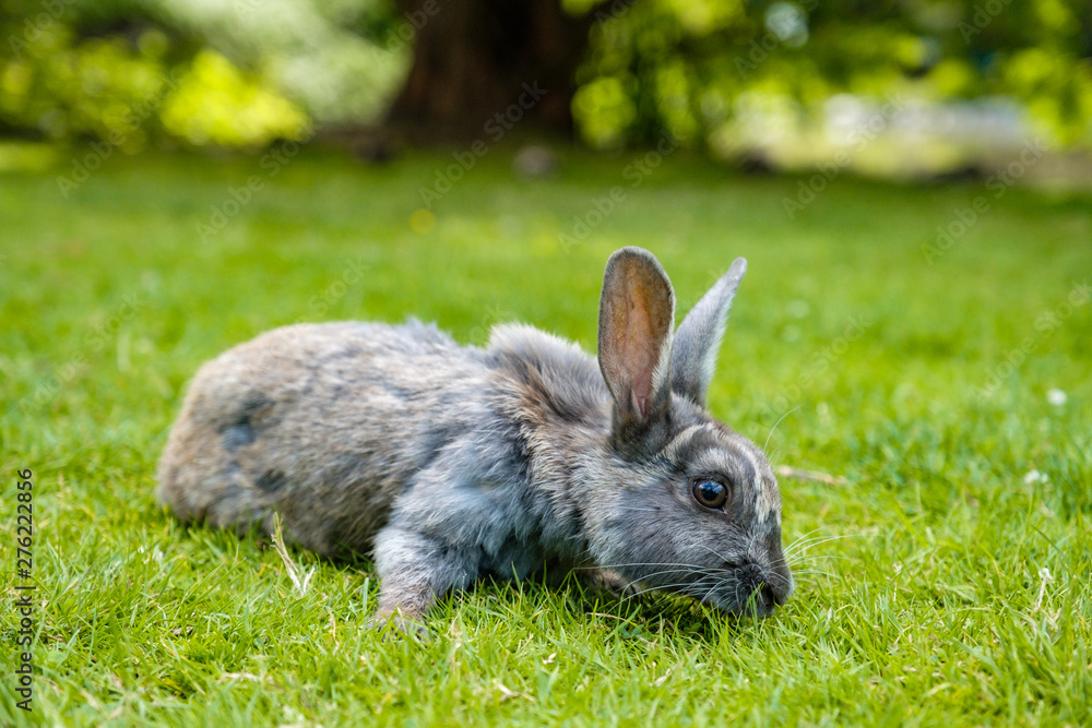 Fototapeta premium cute grey rabbit laying on green grassy ground focus on eating 