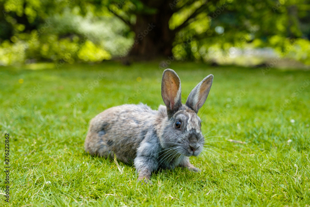 Fototapeta premium cute grey rabbit laying on green grassy ground in the park staring at you