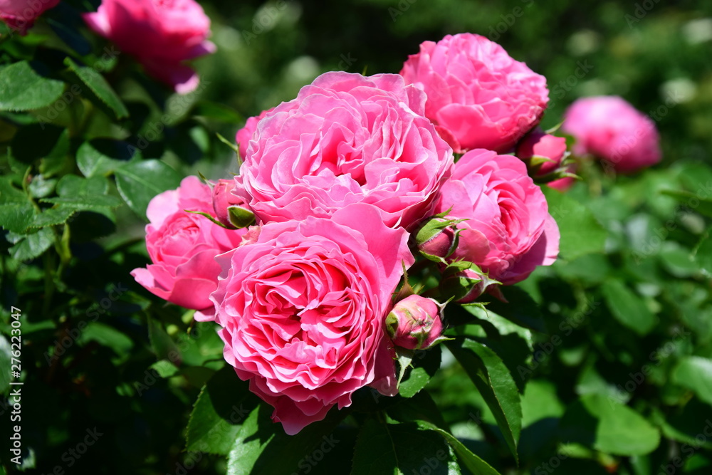 Fototapeta premium Rosen - Rosenbusch in der Farbe Rosa - Kletterrosen im Garten