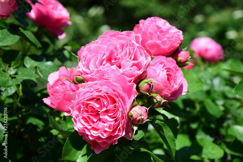 Rosenbusch - Kletterrosen - Rosen im Bauerngarten