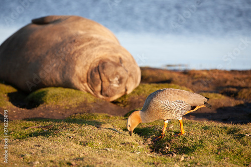 elephant seal on sea lion island, falkland islands nature reserve in the setting sun