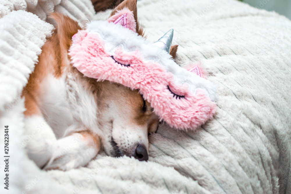 Red cute dog sleeping on a white plaid in a pink mask for sleeping. Close-up. Portrait. Concept weekend Red cute dog sleeping on a white plaid in a pink mask for sleeping. Close-up. Portrait. Concept weekend