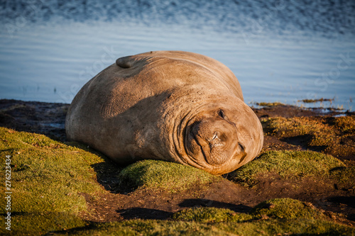 elephant seal on sea lion island, falkland islands nature reserve in the setting sun
