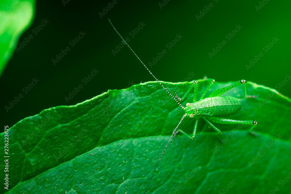 Green grasshopper is sitting on a leaf, Great green bush-cricket, Orthoptera, Arthropoda Green grasshopper is sitting on a leaf, Great green bush-cricket, Orthoptera, Arthropoda