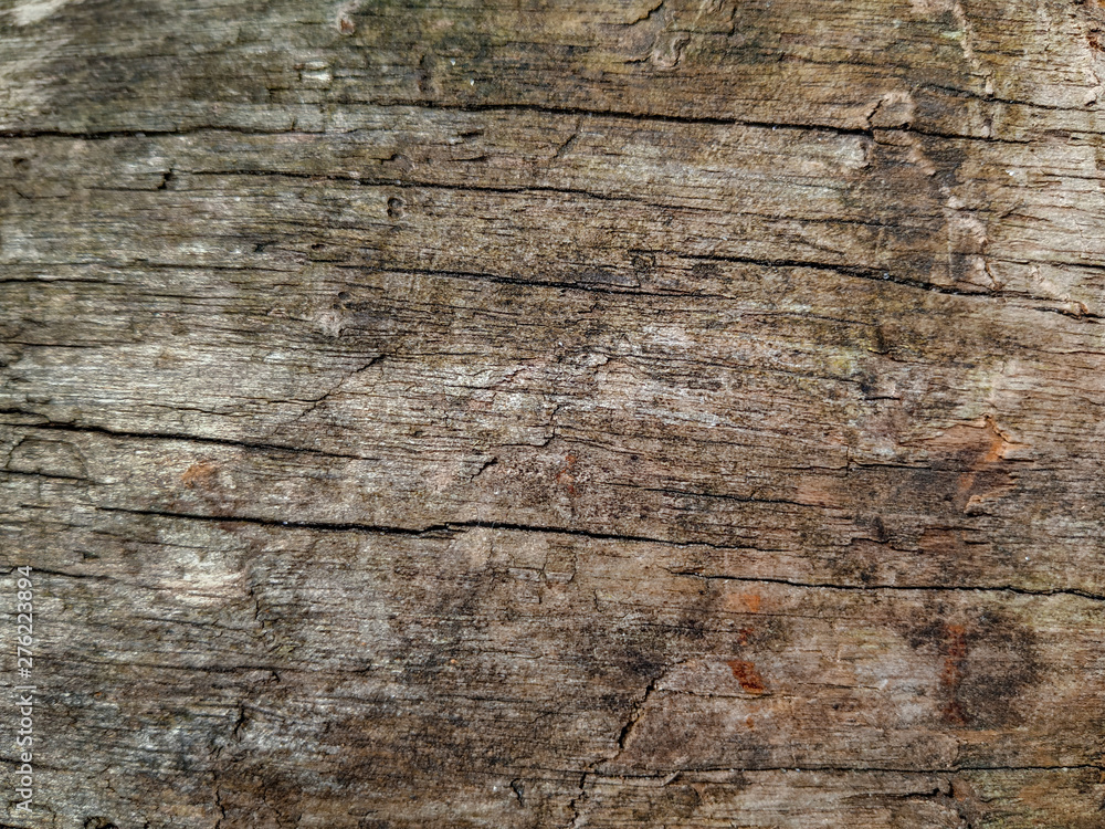 Bark and bark beetle traces on old tree in forest, Beetle Wood Texture Bark and bark beetle traces on old tree in forest, Beetle Wood Texture