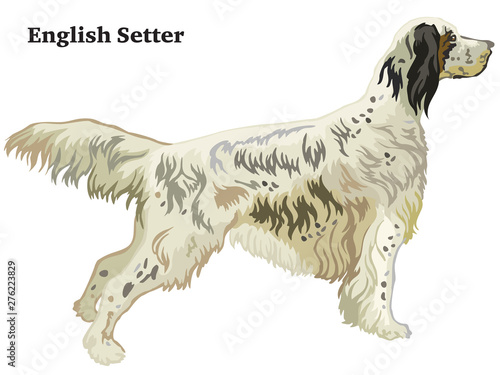Colored decorative standing portrait of English Setter vector illustration