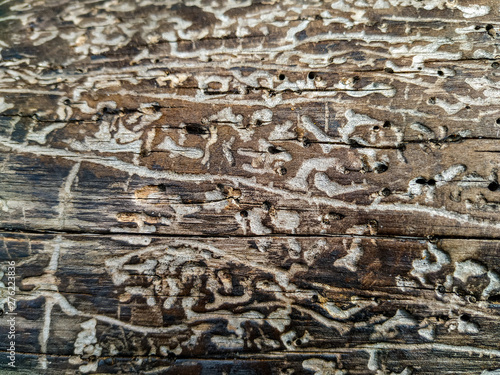 Bark and bark beetle traces on old tree in forest, Beetle Wood Texture