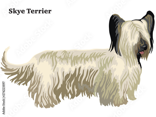 Colored decorative standing portrait of Skye Terrier vector illustration