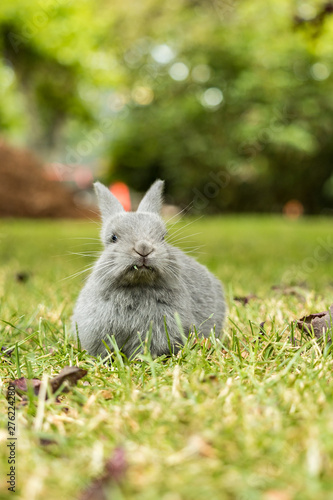 cute little grey bunny laying on green grass field in the park with a small piece of grass in its mouth while staring at  you