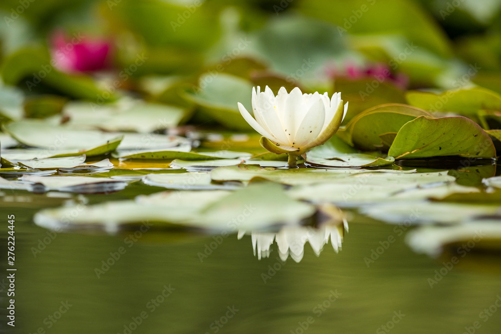 single beautiful white waterlily flower blooming in the pond surrounded by big leaves with reflection on the water surface