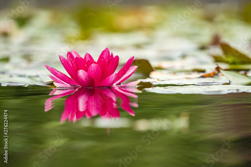 single beautiful pink waterlily flower blooming in the pond surrounded by big leaves with reflection on the water surface