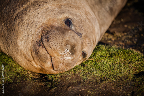 elephant seal on sea lion island, falkland islands nature reserve in the setting sun
