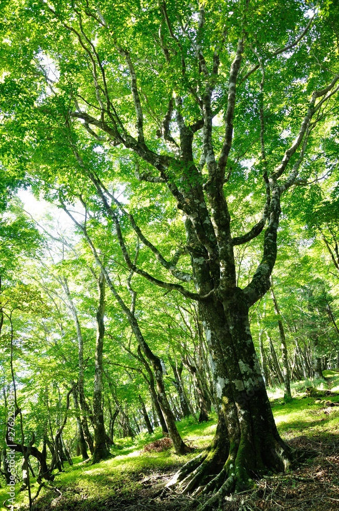 雨山のブナ大木
