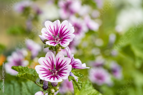 beautiful pink Hollyhock flowers blooming in the garden with blurry green background