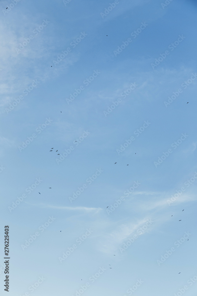 Obraz premium Swallows circling in the blue clear sky over the sea.