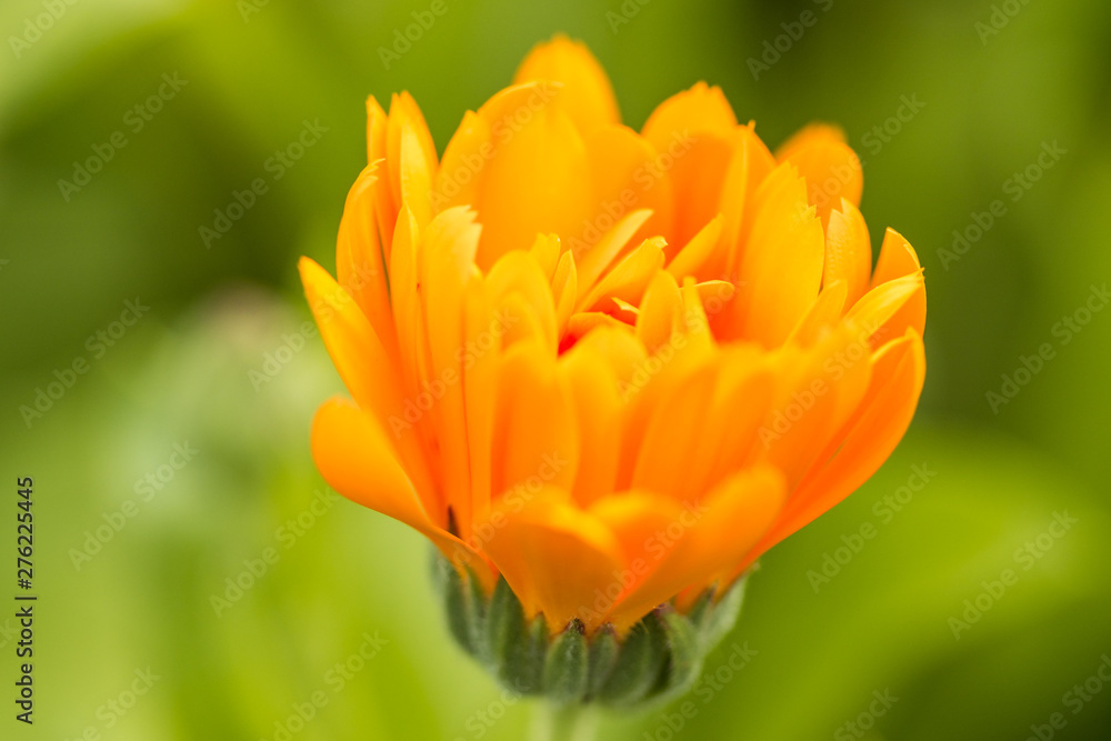 close up of one orange marigold flower blooming in the garden with creamy green background close up of one orange marigold flower blooming in the garden with creamy green background