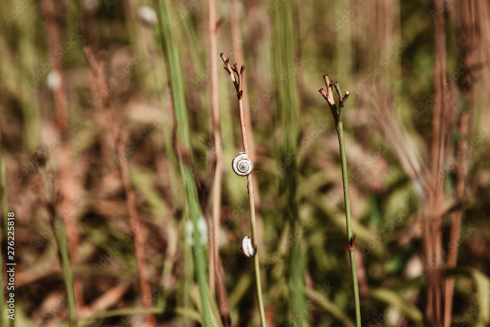 Snails crawling over a grass stalk on a summer day. Close up. Snails crawling over a grass stalk on a summer day. Close up.