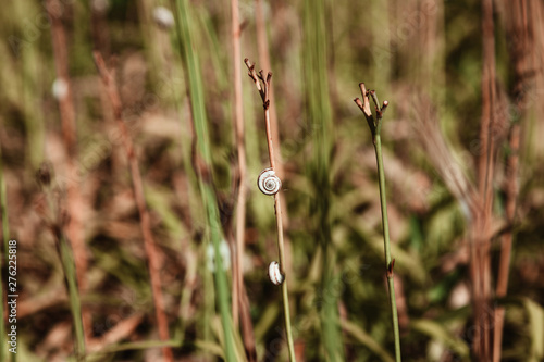 Snails crawling over a grass stalk on a summer day. Close up.