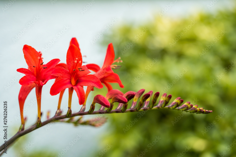 single branch of red crocosmia flowers blooming with blurry green background single branch of red crocosmia flowers blooming with blurry green background