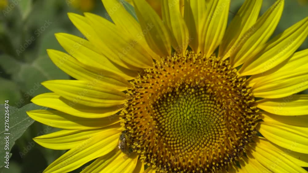 Close-ups of sunflower flowers growing in the summer on a field along the road in a village near the city of Odessa in Ukraine Close-ups of sunflower flowers growing in the summer on a field along the road in a village near the city of Odessa in Ukraine