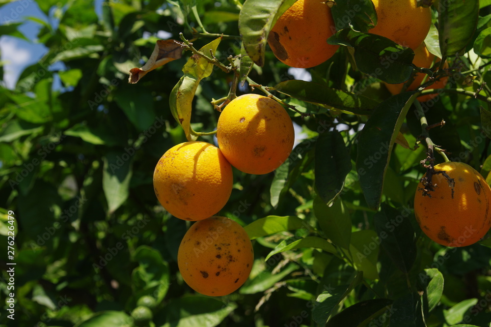 Reife Apfelsinen am Baum