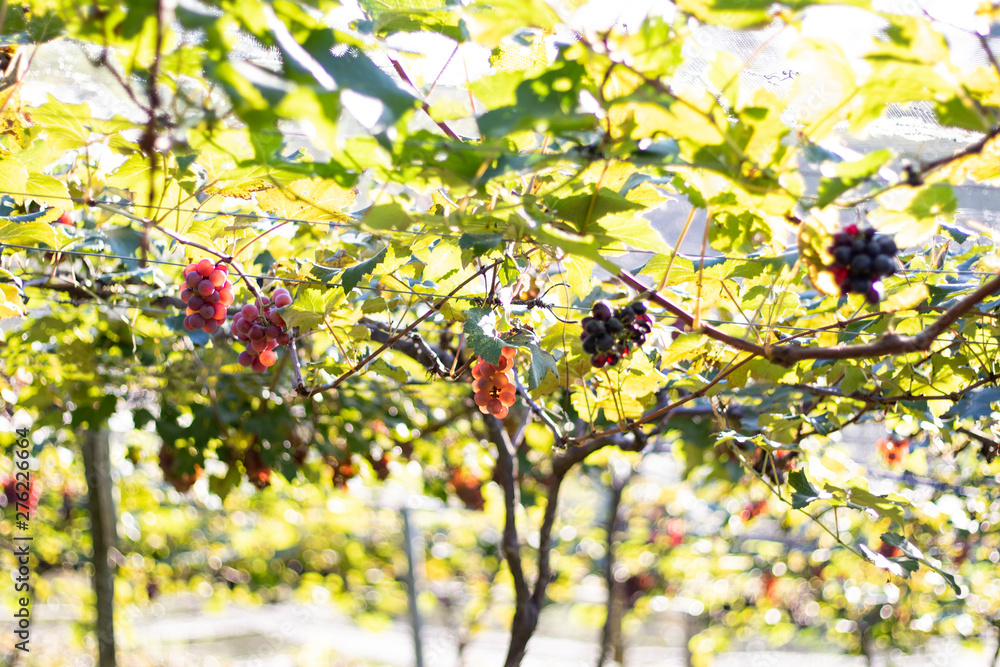 Fototapeta premium Bunches of red grapes (Rosada) from Vineyard. Grape harvest.