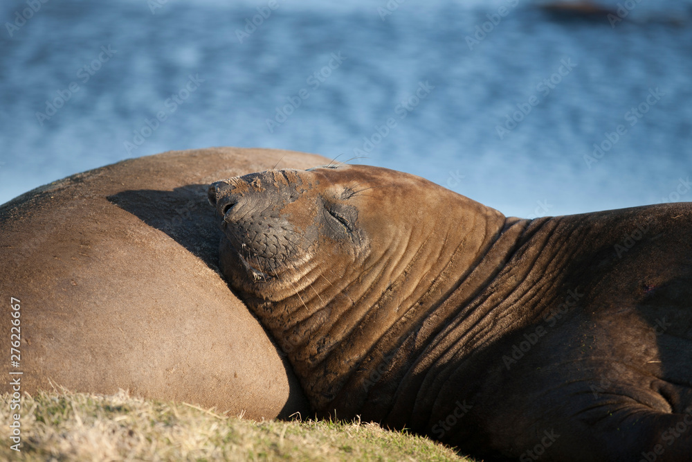 elephant seal relaxing in the later afternoon sunshine on sea lion island, falkland islands, south atlantic elephant seal relaxing in the later afternoon sunshine on sea lion island, falkland islands, south atlantic