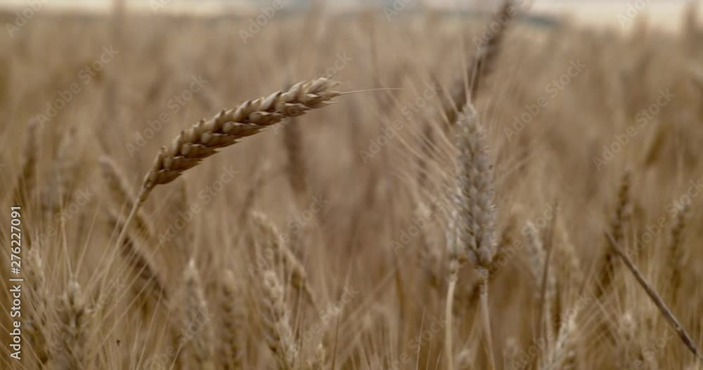 Spikelets of wheat sway in the wind. Close-up 4K. Spikelets of wheat sway in the wind. Close-up 4K.