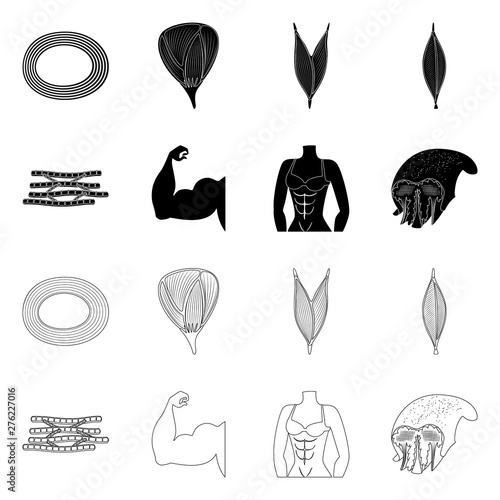 Vector illustration of fiber and muscular logo. Set of fiber and body vector icon for stock.