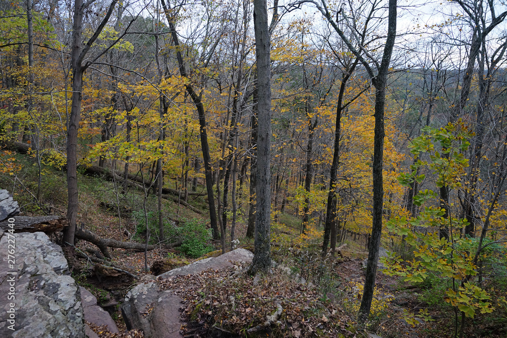 Autumn forest view with uneven elevation and trees with yellow leaves