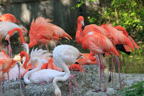 group of pink flamingos