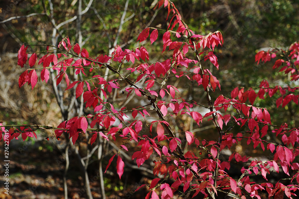 Obraz premium A tree branch with bright red foliage