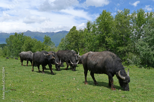 Wasserbüffel (Bubalus arnee) am Kerkini-See, Griechenland - Water buffalo photo