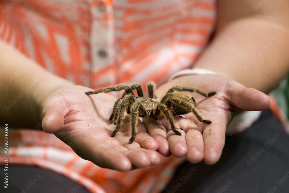 Obraz premium Human Hands holding Large Tarantula Spider