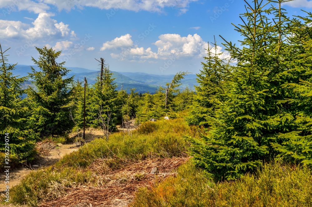 Beautiful mountain spring landscape. Green trees and plants on the mountain trail. Beautiful mountain spring landscape. Green trees and plants on the mountain trail.