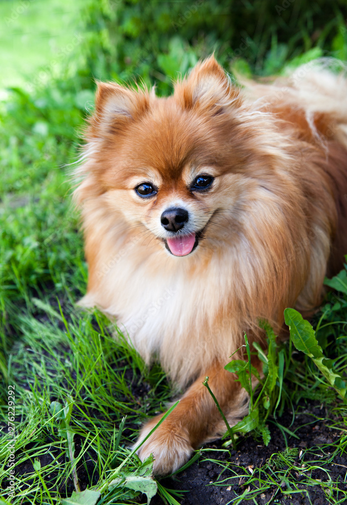 Dog breed pomeranian spitz on green emerald grass Dog breed pomeranian spitz on green emerald grass