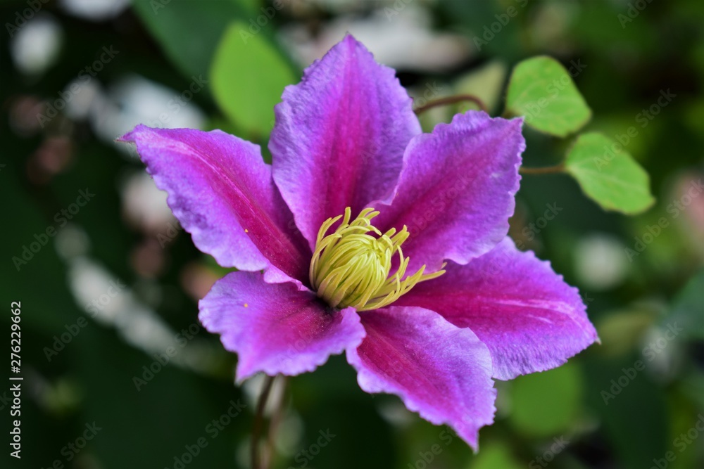 Obraz premium pink flower in the garden
