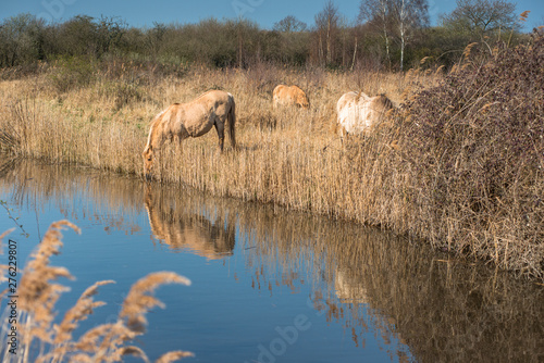 Wild Konik horses at the riverbank of Monks Lode on Wicken Fen, Wicken, near Ely, Cambridgeshire photo